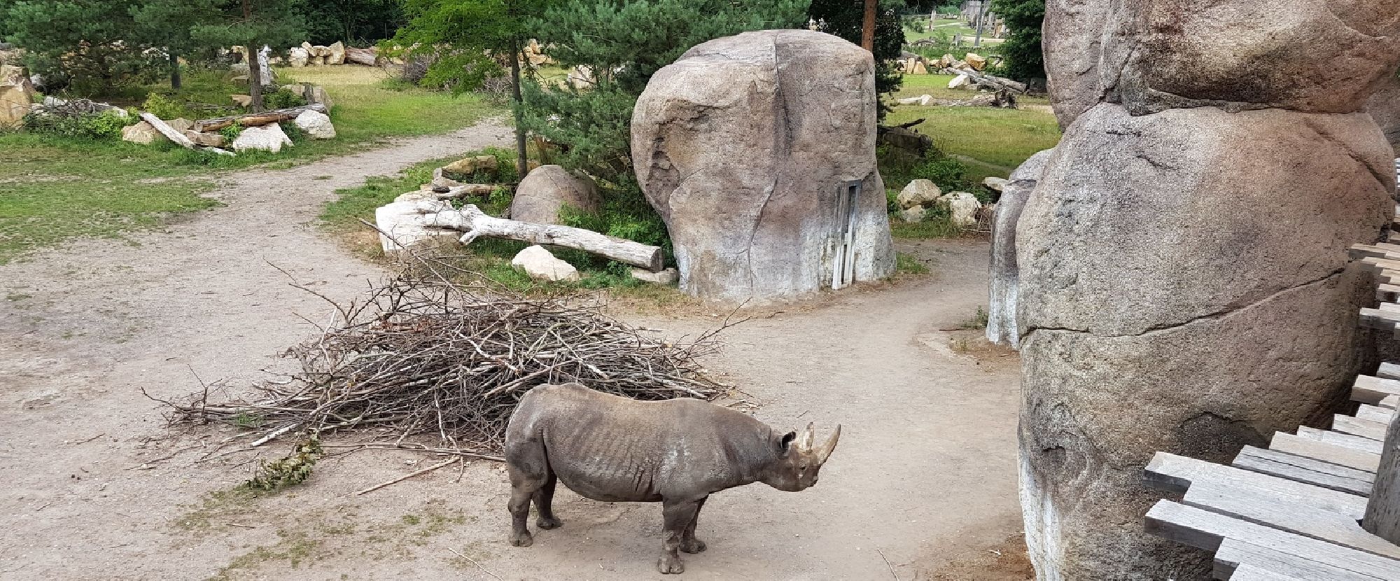 Nashorn im Leipziger Zoo