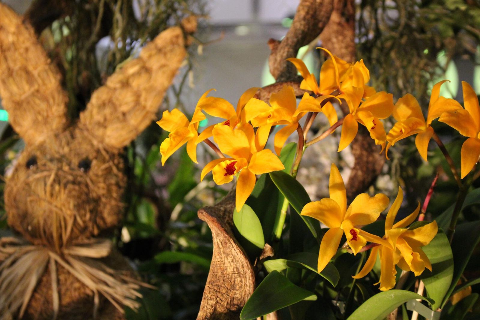 Messe Dresden Internationale Orchideen-Welt