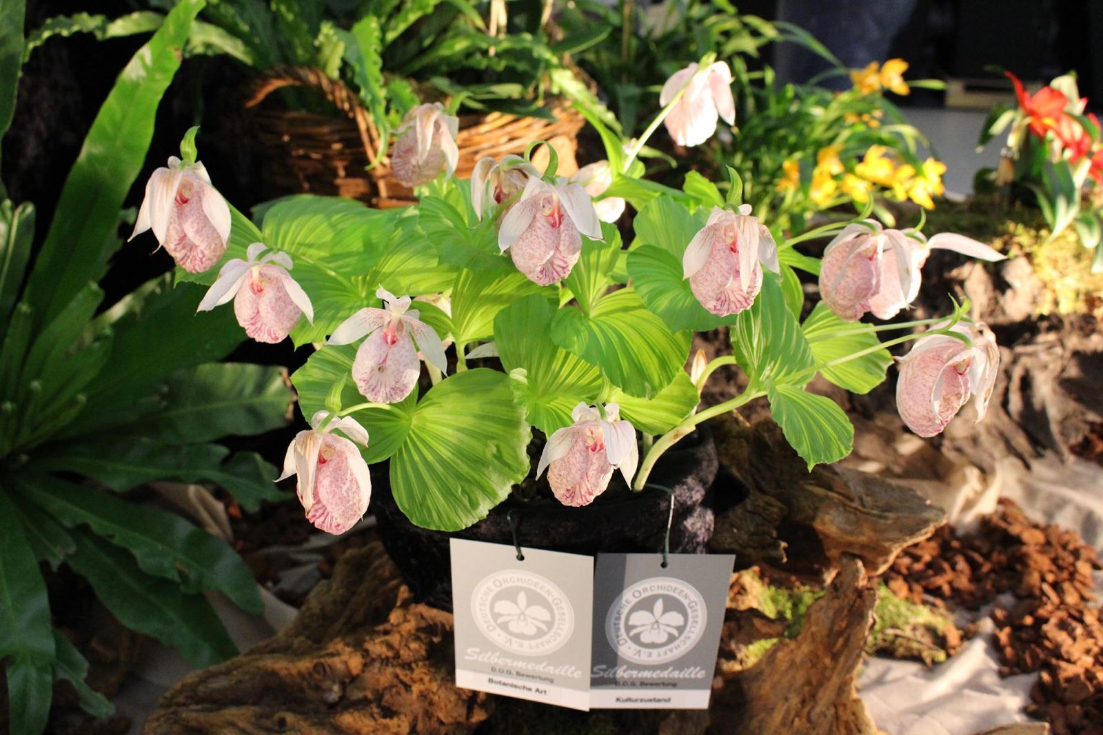 Internationale Orchideen-Welt Messe Dresden